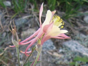 Alpine Columbine, <i>Aquilegia pubescens</i>