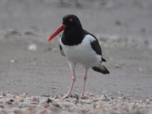 American Oystercatcher, <I>Haematopus palliatus</I>