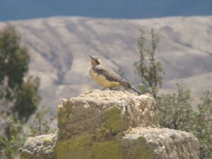 Andean Flicker, <I>Colaptes rupicola</I>