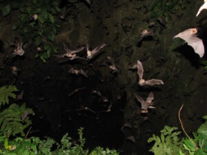 Tamana Bat Cave