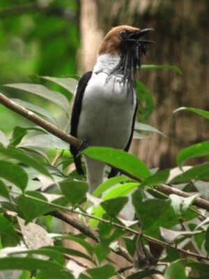 Bearded Bellbird, <i>Procnias averano</I>