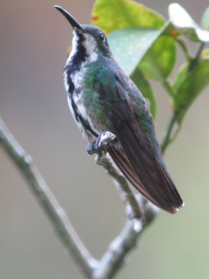 Black-throated Mango, <I>Anthracothorax nigricollis</i>