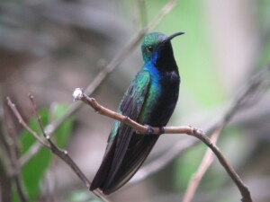 Black-throated Mango, <I>Anthracothorax nigricollis</i>