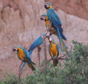 Blue-and-Yellow Macaw, <I>Ara ararauna</I>