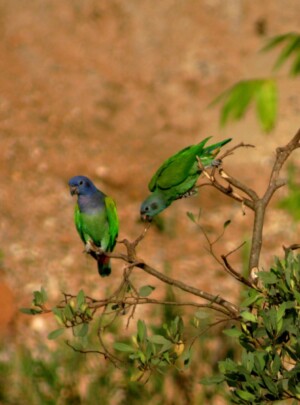 Blue-headed Parrot, <I>Pionus menstruus</I>