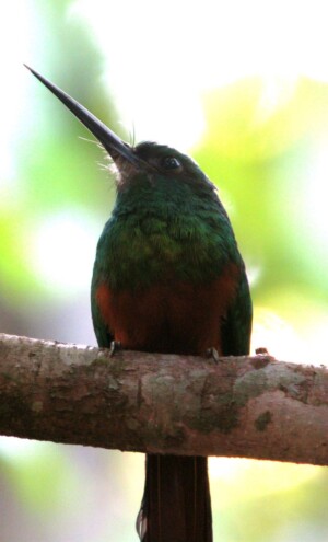 Bluish-fronted Jacamar, <I>Galbula cyanescens</I>