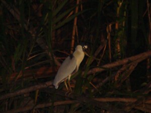 Boat-billed Heron, <i>Cochlearius cochlearius</I>
