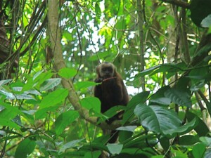 Brown Capuchin Monkey © Brendan Cummings