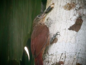 Buff-throated Woodcreeper, <I>Xiphorhyncus guttatus</I>