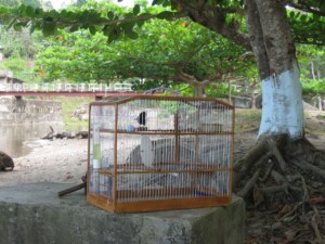 Caged Birds