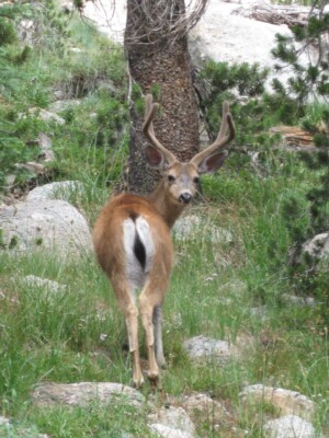 California Mule Deer, <i>Odocoileus hemionus californicus</i>