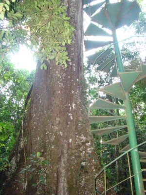 Canopy Tower III