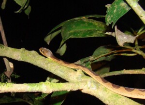Cateye Snake © Brendan Cummings