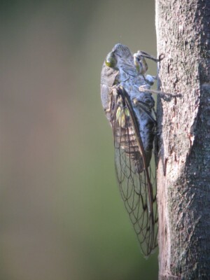 Cicada