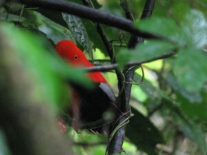 Cock-of-the-Rock, <I>Rupicola peruvianus</I>