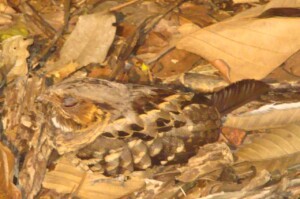 Common Pauraque, <I>Nyctidromus albicollis</I>
