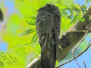 Common Potoo, <I>Nyctibius griseus</I>