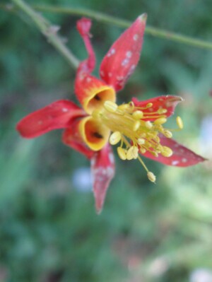 Crimson Columbine, <i>Aquilegia formosa</i>
