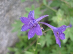 Delphinium sp.