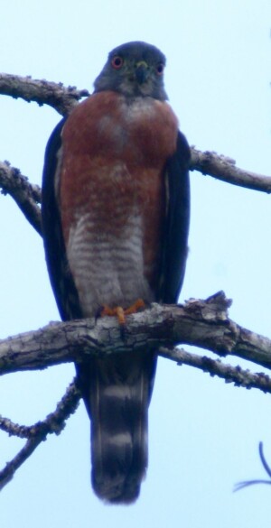 Double-toothed Kite, <I>Harpagus bidentatus</I>