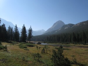 Evolution Meadow