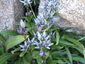 Felwort, <i>Swertia perennis</i>