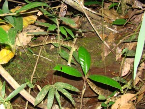 Fer-de-Lance © Brendan Cummings