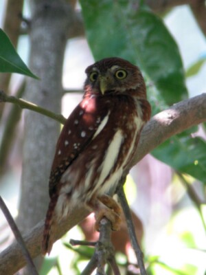 Ferruginous Pygmy Owl, <I>Glaucidium brasilianum</I>