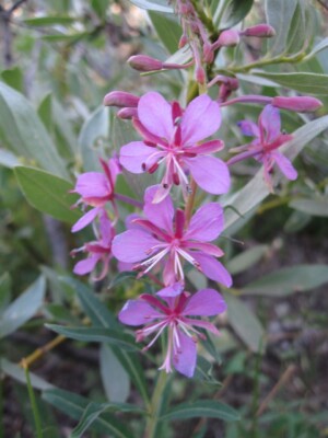 Fireweed, <i>Epilobium angustifolium</i>