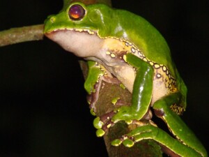 Frog © Brendan Cummings