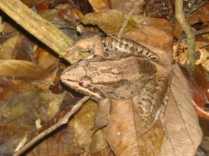 Frog © Brendan Cummings