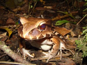 Frog © Brendan Cummings