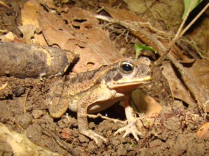 Frog © Brendan Cummings