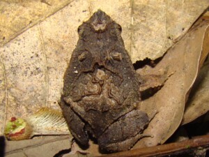 Frog © Brendan Cummings