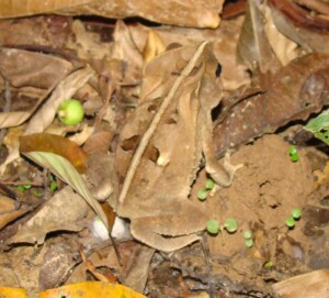 Frog © Brendan Cummings