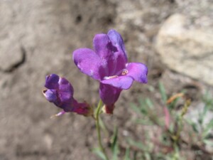 Gay Penstemon, Penstemon laetus