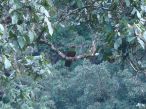 Golden-headed Quetzal, <I>Pharomachrus pavoninus</I>