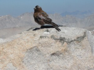 Gray-crowned Rosy-finch, <i>Leucosticte tephrocotis</i>