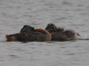 Great Grebe, <I>Podiceps major</I>
