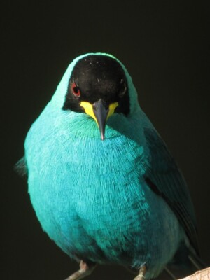 Green Honeycreeper, <I>Chlorophanes spiza</I>