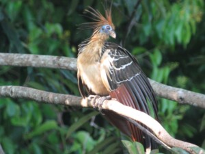 Hoatzin, <I>Opisthocomus hoazin</I>