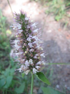 Horsemint, <i>Agastache urticifolia</i>
