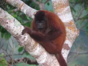 Howler Monkey
