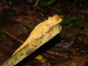Iguana Brendan Cummings Photo