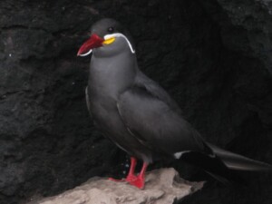Inca Tern, <I>Larosterna inca</I>