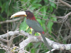 Ivory billed Aracari, <I>Pteroglossus azara</i>