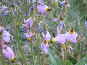 Jeffrey Shooting Star, <i>Dodecatheon jeffreyi</i>