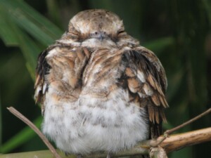 Ladder-tailed Nightjar, <I>Hydropsalis climacocerca</I>