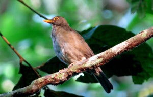 Lawrence's Thrush, </I>Turdus lawrencii</I>
