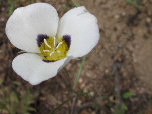 Leichtlin's Mariposa Lily, <i>Calochortus leichtlinii</I>
